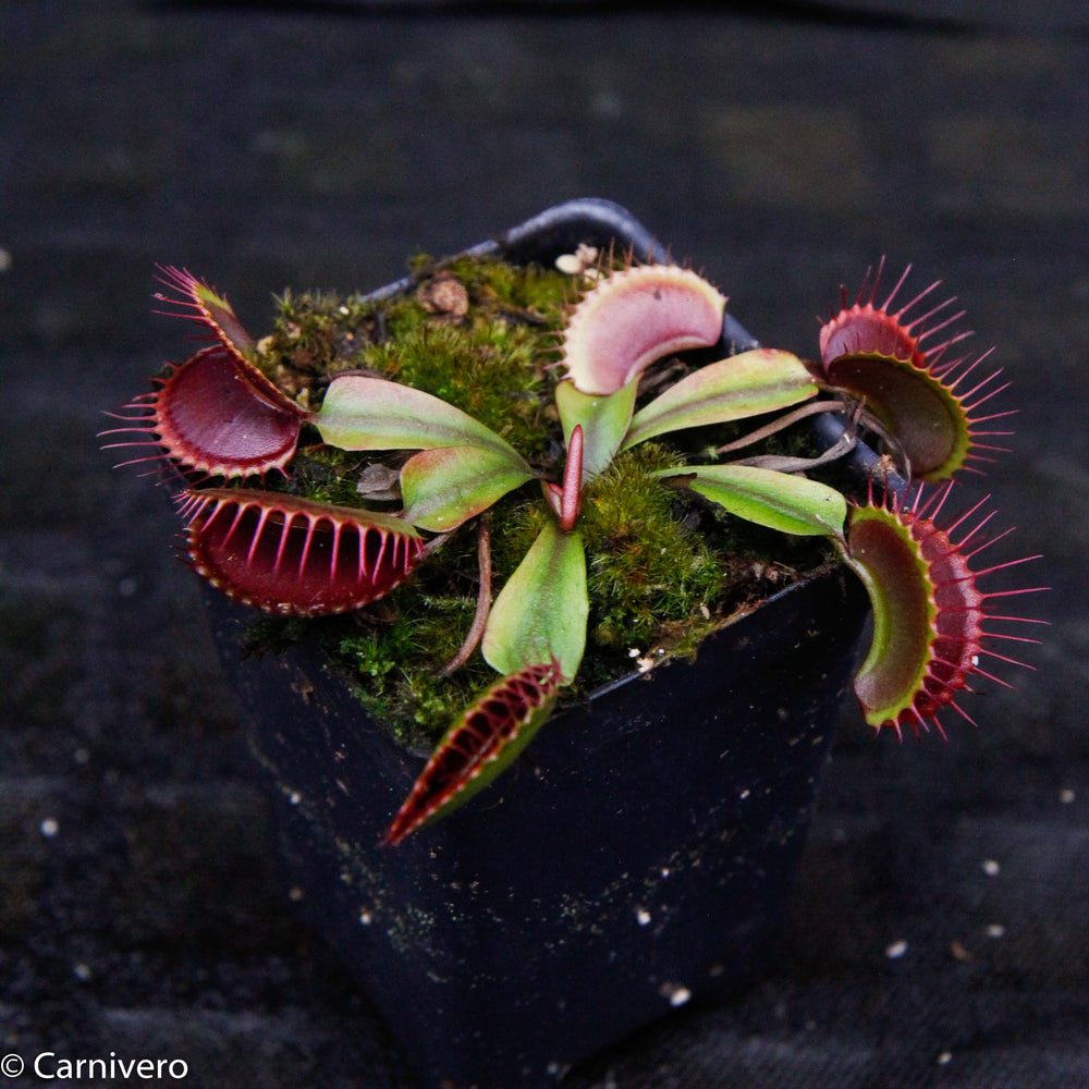 
                      
                        Venus Flytrap- Dionaea muscipula "Draco"
                      
                    