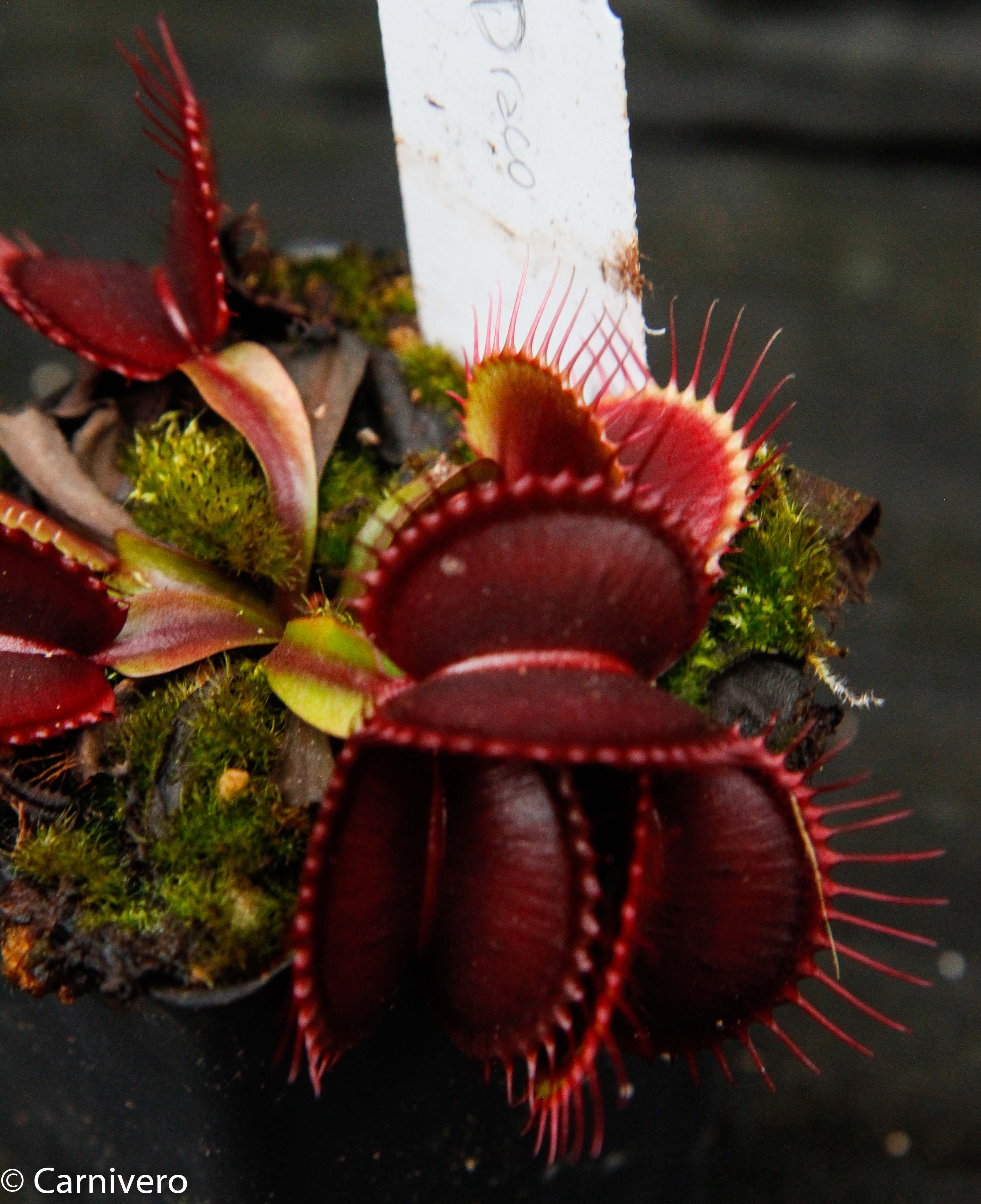 Venus Flytrap- Dionaea muscipula 