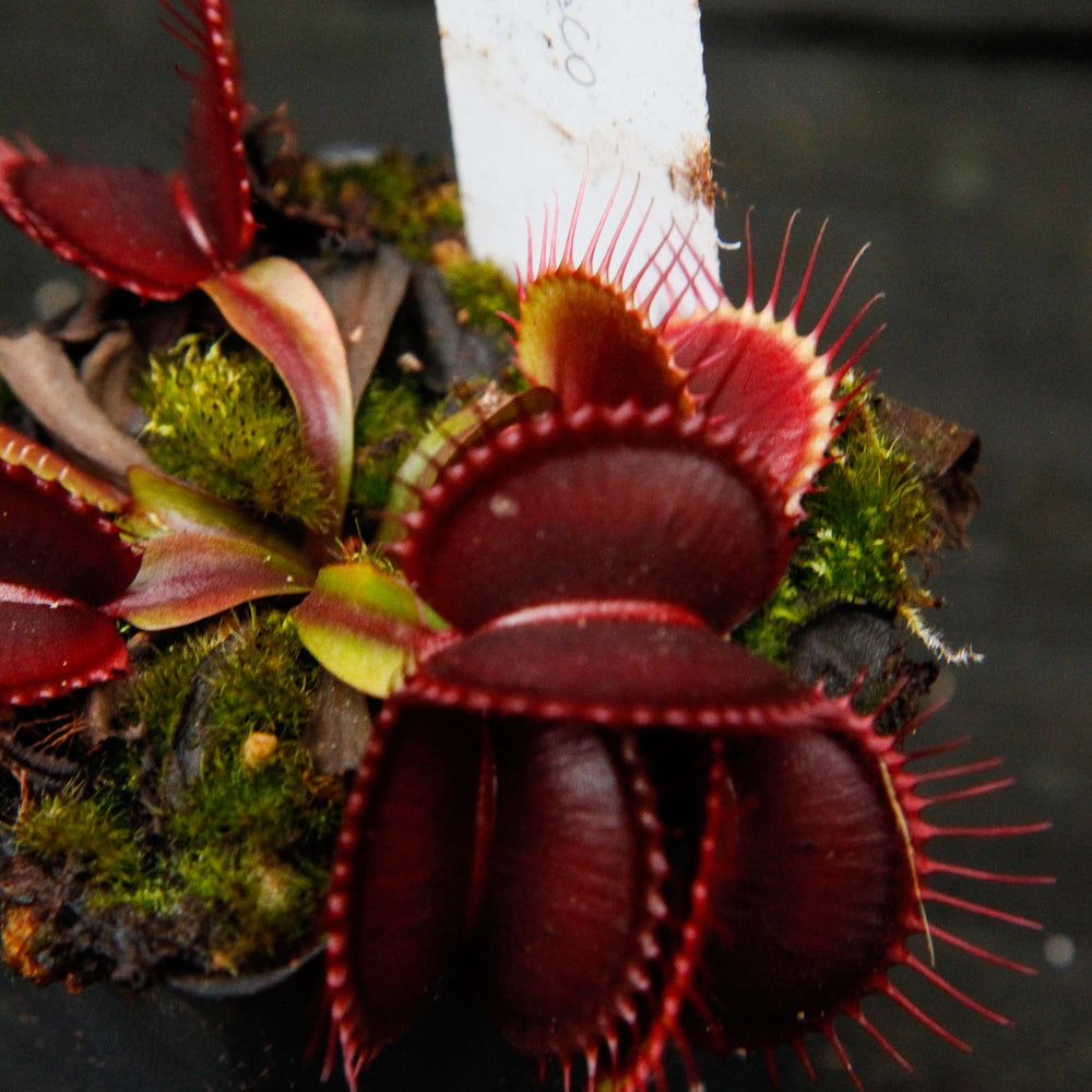 
                      
                        Venus Flytrap- Dionaea muscipula "Draco"
                      
                    