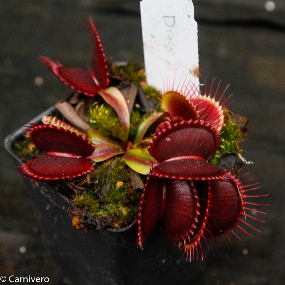 
                      
                        Venus Flytrap- Dionaea muscipula "Draco"
                      
                    