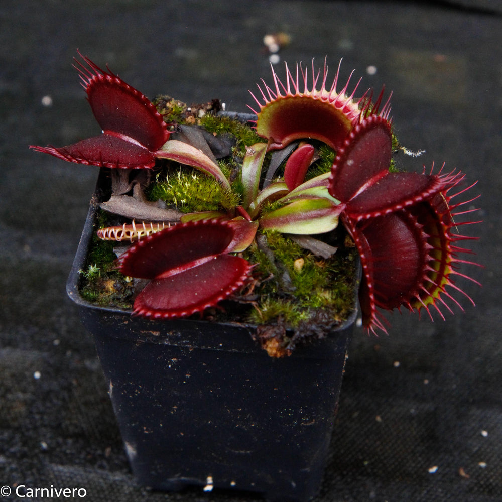 
                      
                        Venus Flytrap- Dionaea muscipula "Draco"
                      
                    