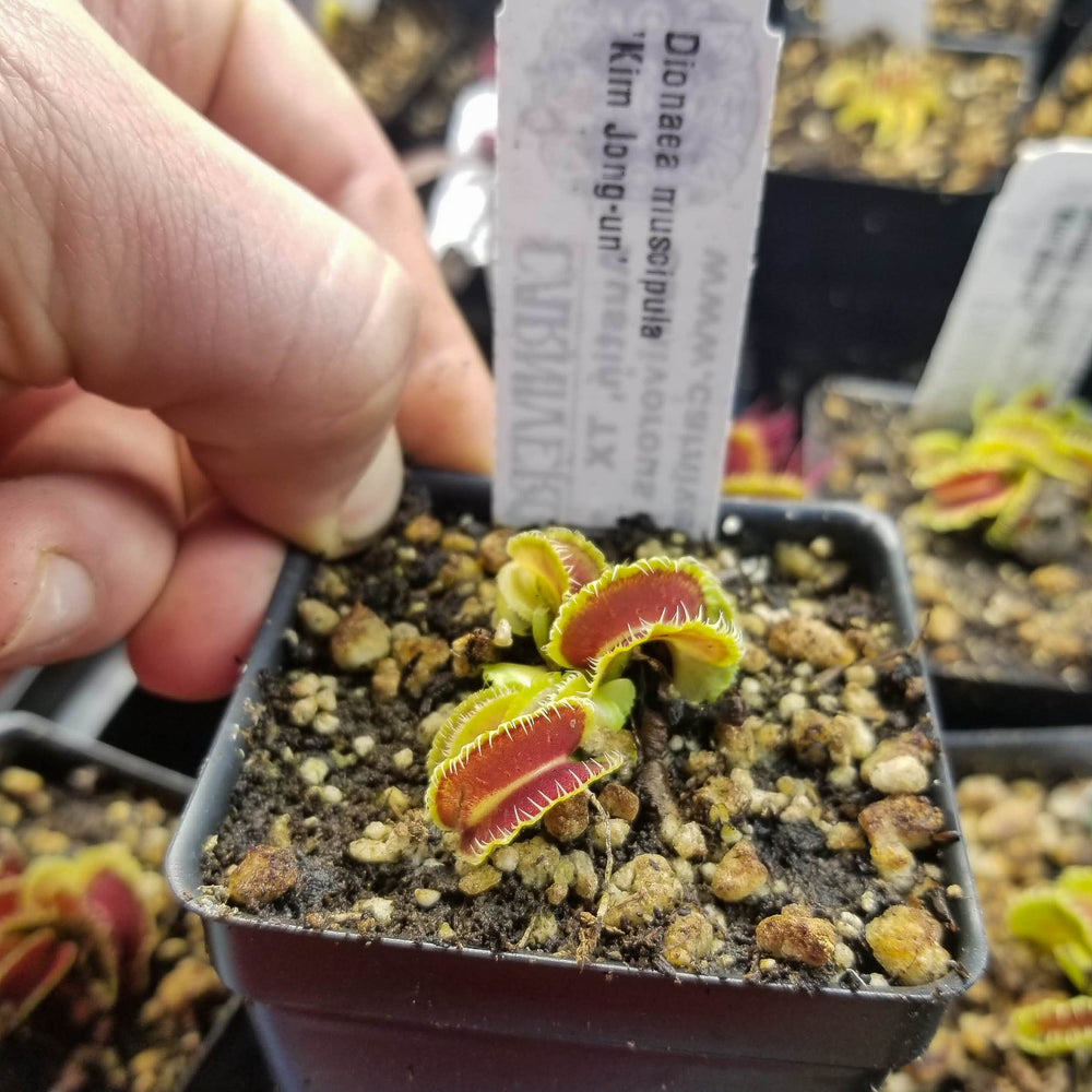 
                      
                        Venus Flytrap- Dionaea muscipula "Kim Jong-Un"
                      
                    