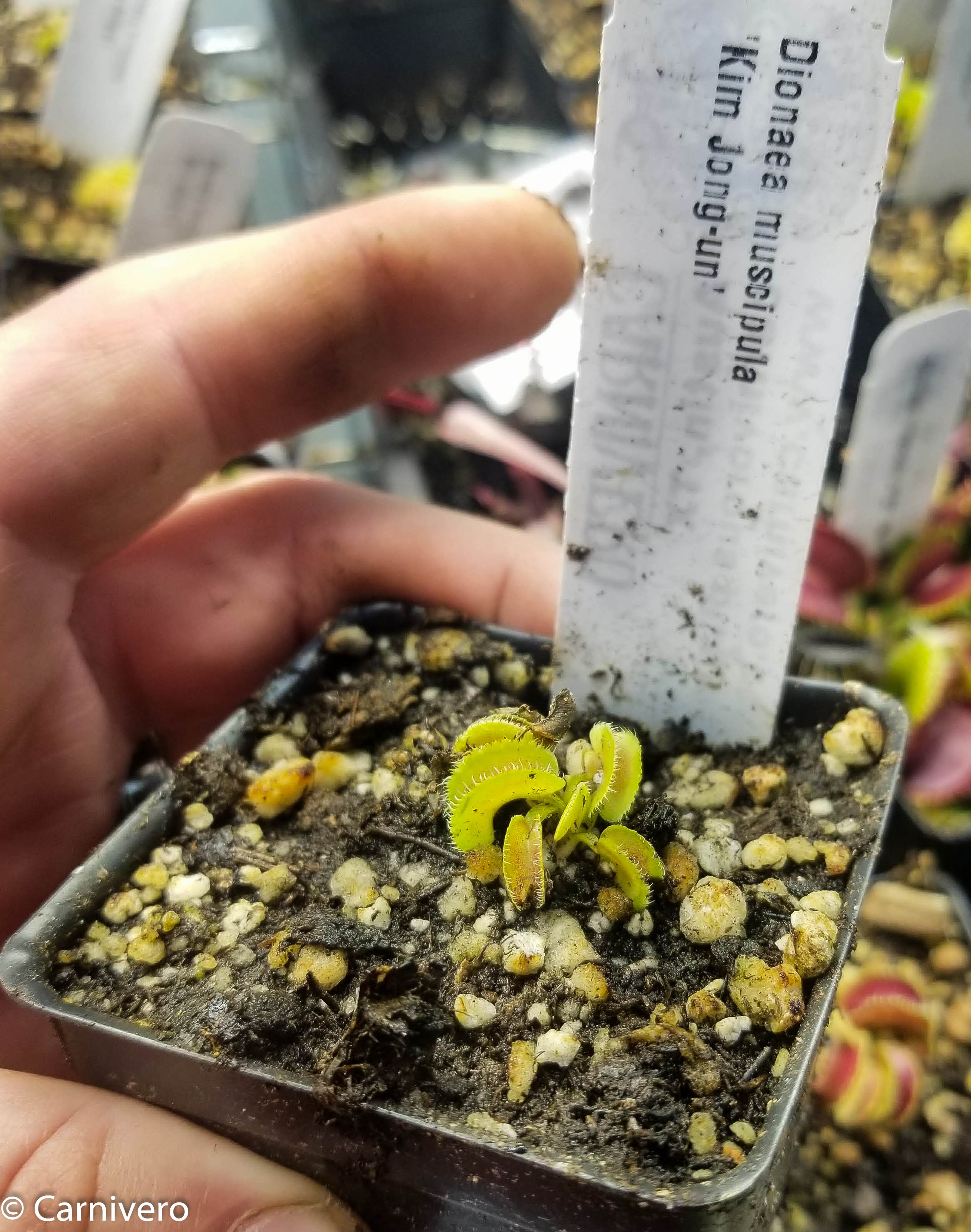 Venus Flytrap- Dionaea muscipula 