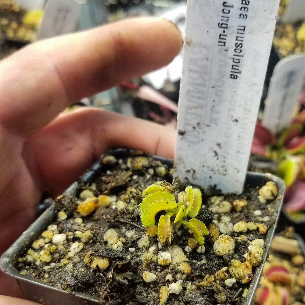 
                      
                        Venus Flytrap- Dionaea muscipula "Kim Jong-Un"
                      
                    