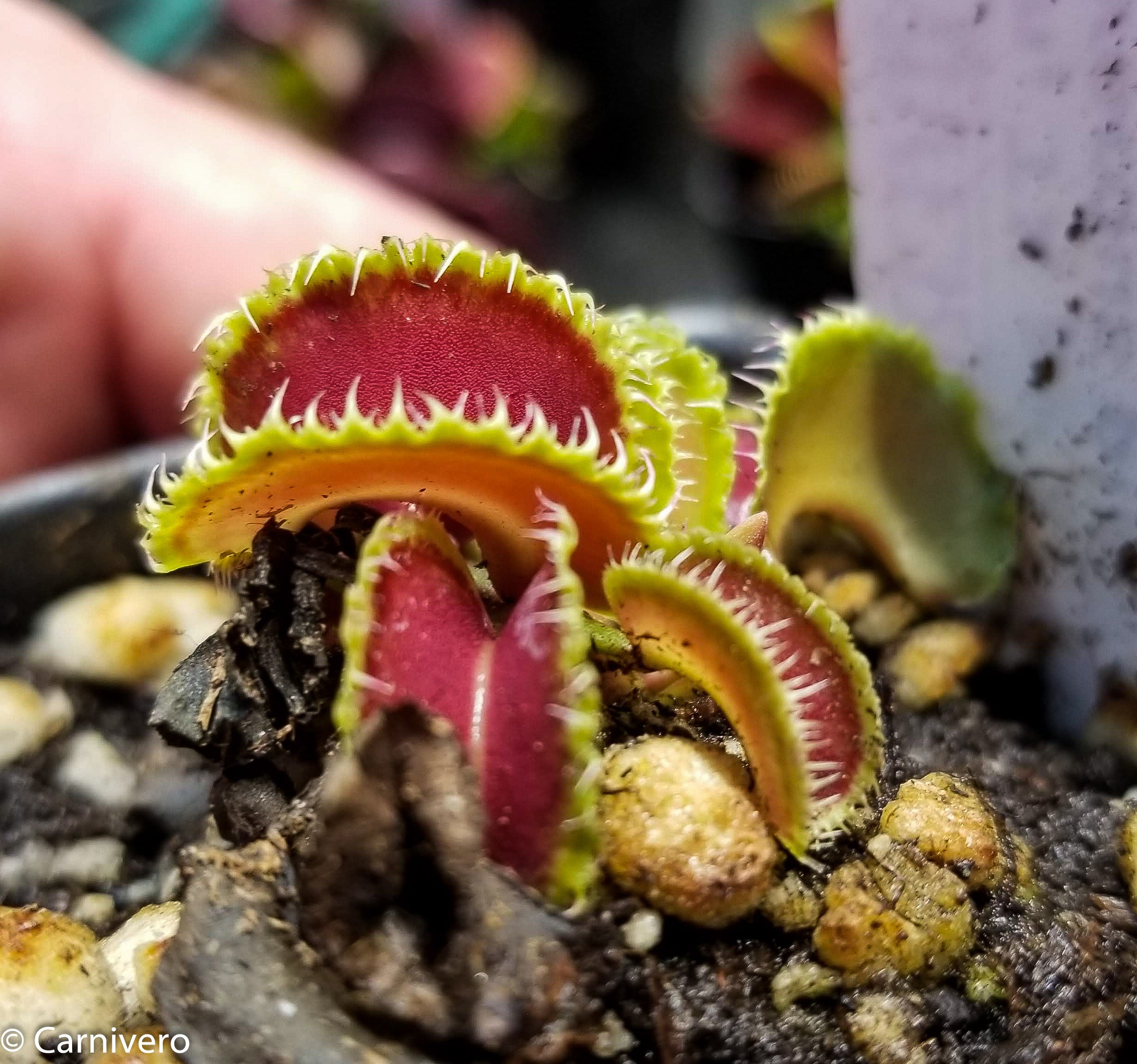 Dionaea muscipula ”Kim Jong-un” BCP ・食虫植物・ハエトリソウ ・食
