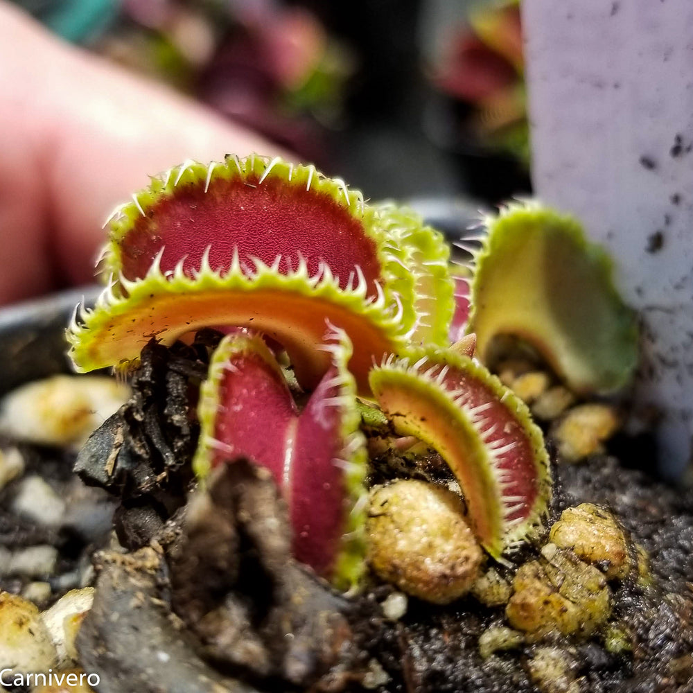 Venus Flytrap- Dionaea muscipula "Kim Jong-Un"
