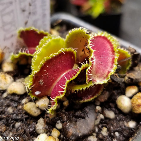 Venus flytrap Kim Jong-Un cultivar with pinkish red trap interiors and lime green serrated margins in a small pot