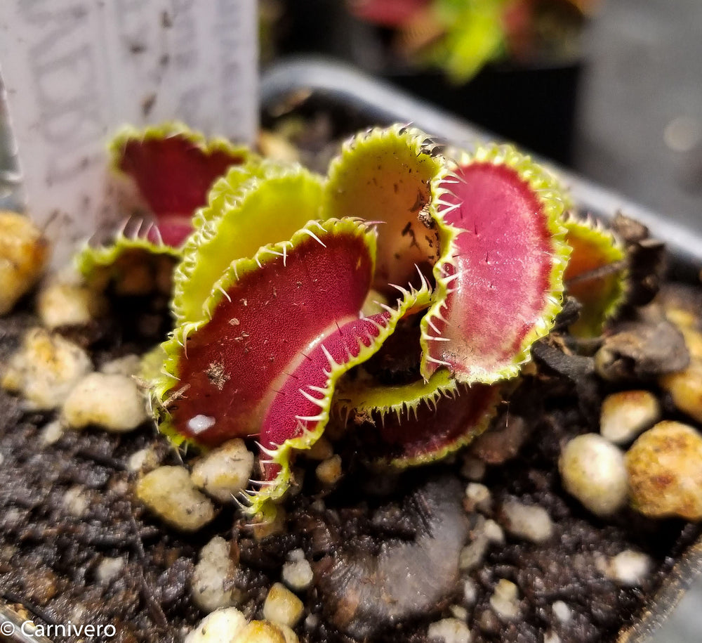 Venus Flytrap- Dionaea muscipula 