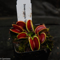 Dionaea muscipula "Tiger Fangs"