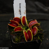 Dionaea muscipula "Tiger Fangs"