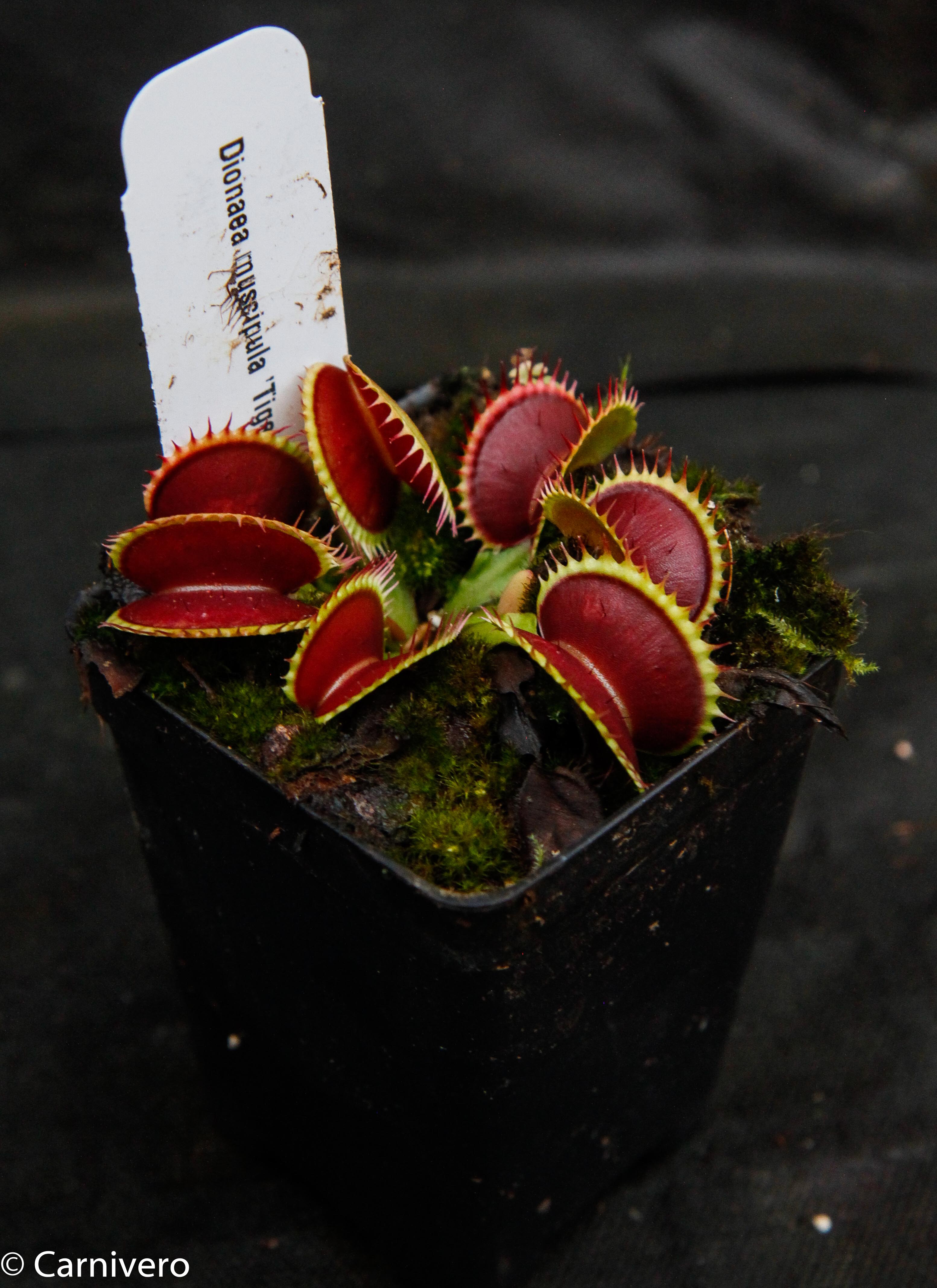 Venus Flytrap- Dionaea muscipula 