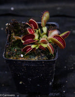 Dionaea muscipula "Tiger Fangs"