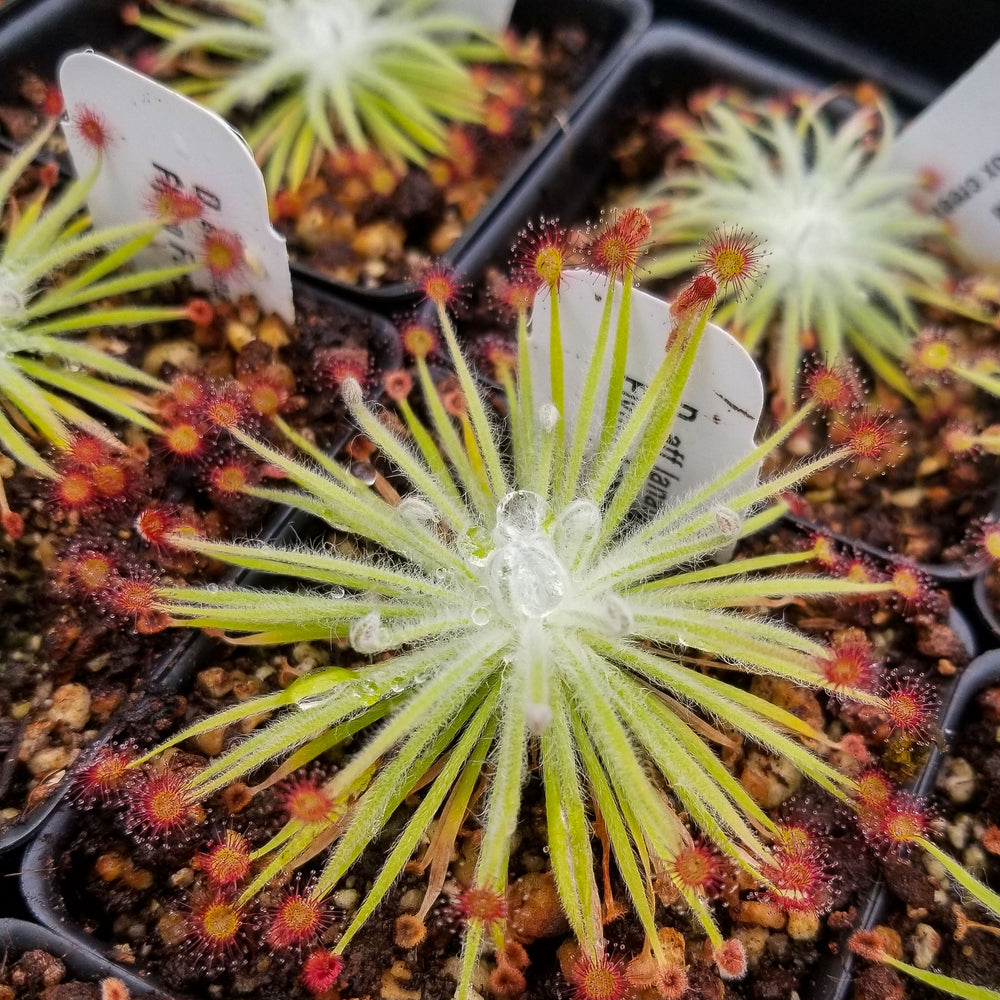 
                      
                        Drosera lanata sundew
                      
                    