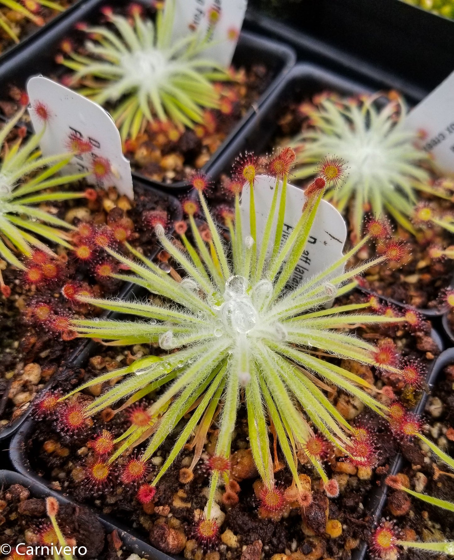 Drosera lanata sundew