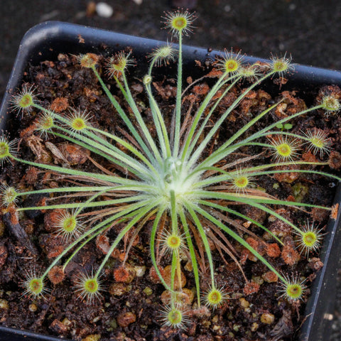 Drosera broomensis sundew with a starburst of long narrow leaves and dew-dusted sundew heads in a small pot.