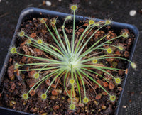 Drosera broomensis Sundew