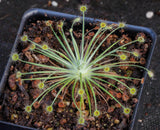 Drosera broomensis