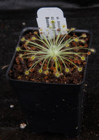 Drosera broomensis Sundew