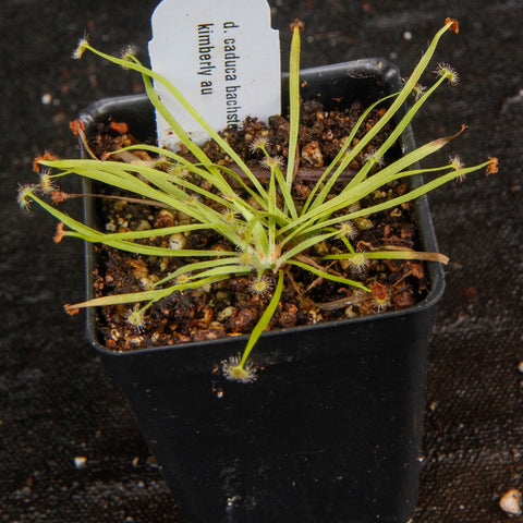 Drosera caduca sundew rosette with long narrow leaves spreading outward and dew coated traps along the leaf margins