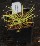 Drosera caduca Sundew