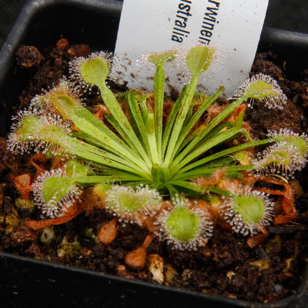 
                      
                        Drosera darwinensis Sundew
                      
                    