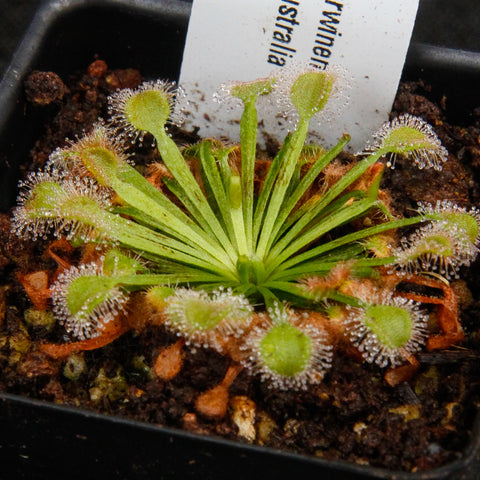 Drosera darwinensis sundew with a circular rosette of green leaves and dew-covered tentacles in a small pot.
