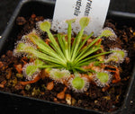 Drosera darwinensis