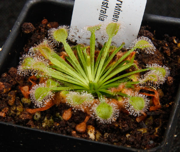 Drosera darwinensis Sundew