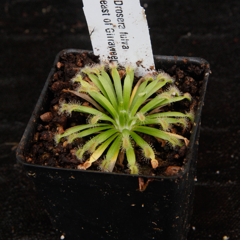 
                      
                        Drosera darwinensis Sundew
                      
                    