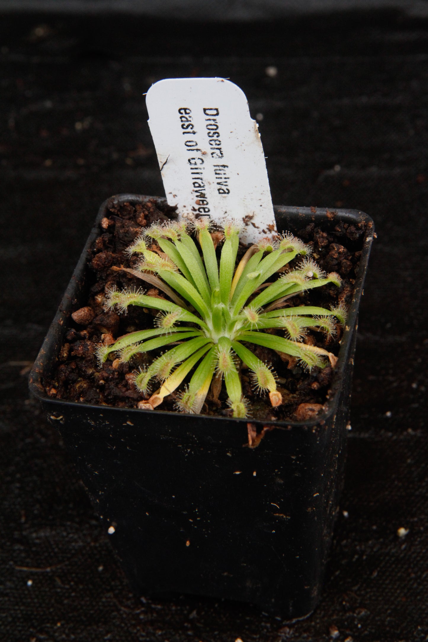 Drosera darwinensis Sundew