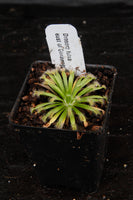 Drosera darwinensis