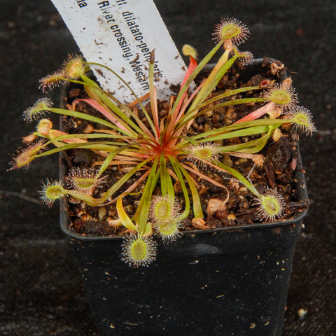 Drosera aff dilato-petiolaris sundew in a small pot with radiating slender leaves and dew covered traps at the leaf tips