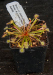 Drosera aff. dilato-petiolaris sundew