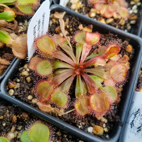 Drosera falconeri sundew in a small pot with a rosette of round leaves and red-edged tentacles.