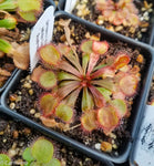 Drosera falconeri sundew