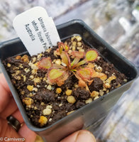 Drosera falconeri sundew