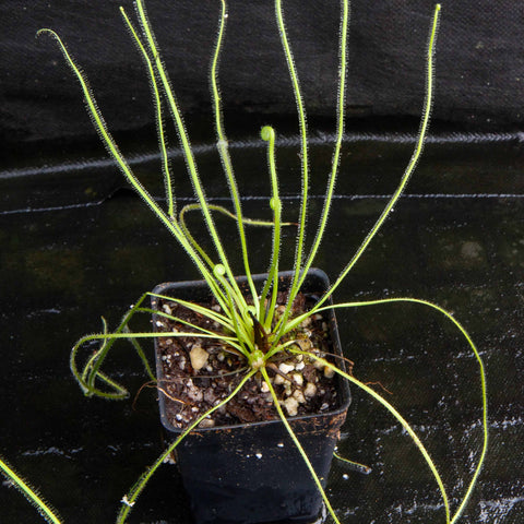 Drosera filiformis var filiformis sundew with long thin dew laden leaves radiating from a central rosette in a small pot