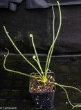 Drosera filiformis var. filiformis