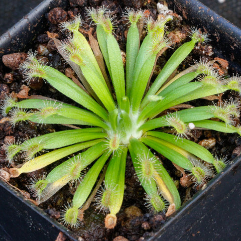 Drosera fulva sundew rosette in a black pot with slender green leaves and sticky tentacles at the tips.