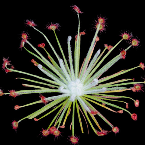 Drosera lanata sundew rosette with long slender leaves radiating outward and red dew droplets on the tips against a black background
