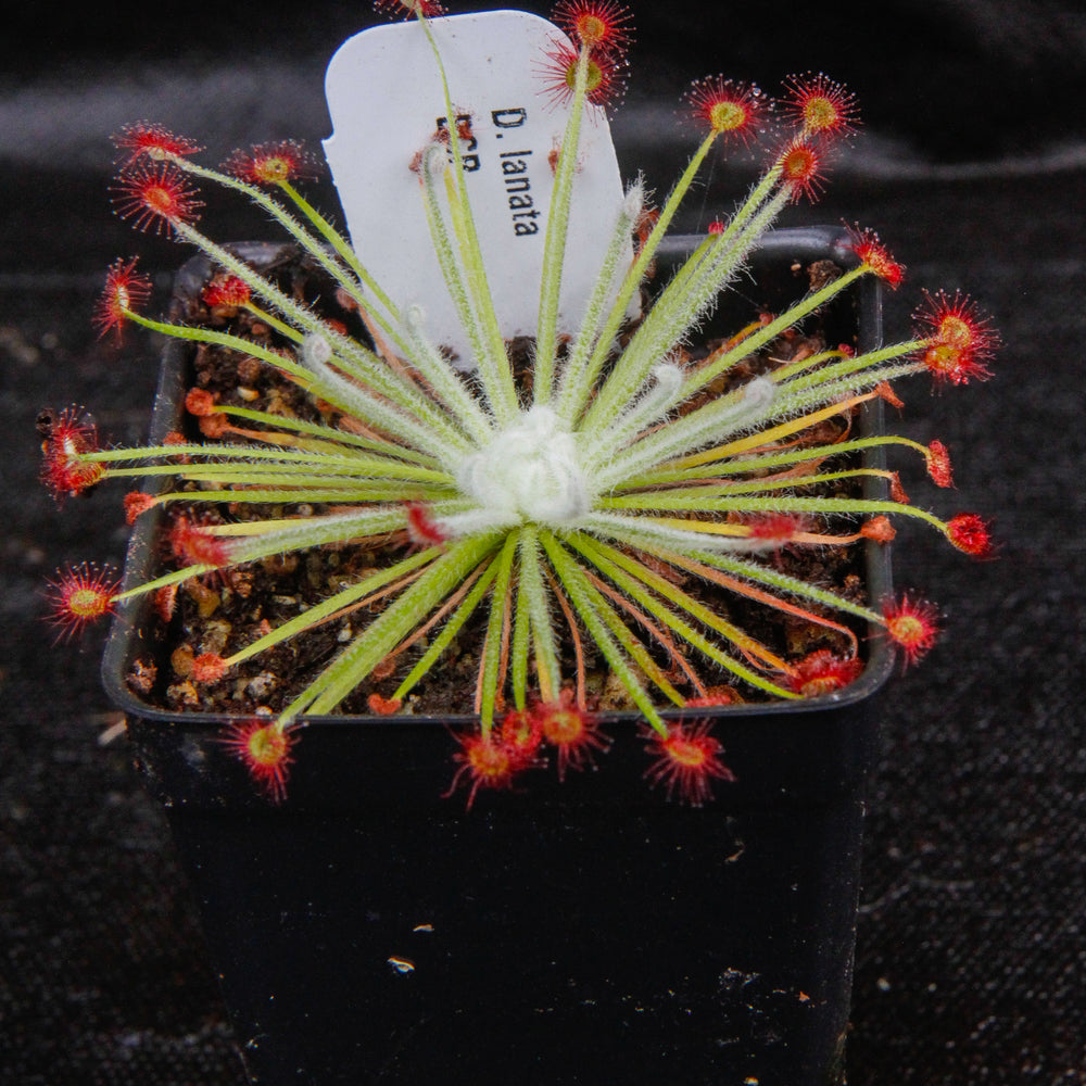 
                      
                        Drosera lanata sundew
                      
                    