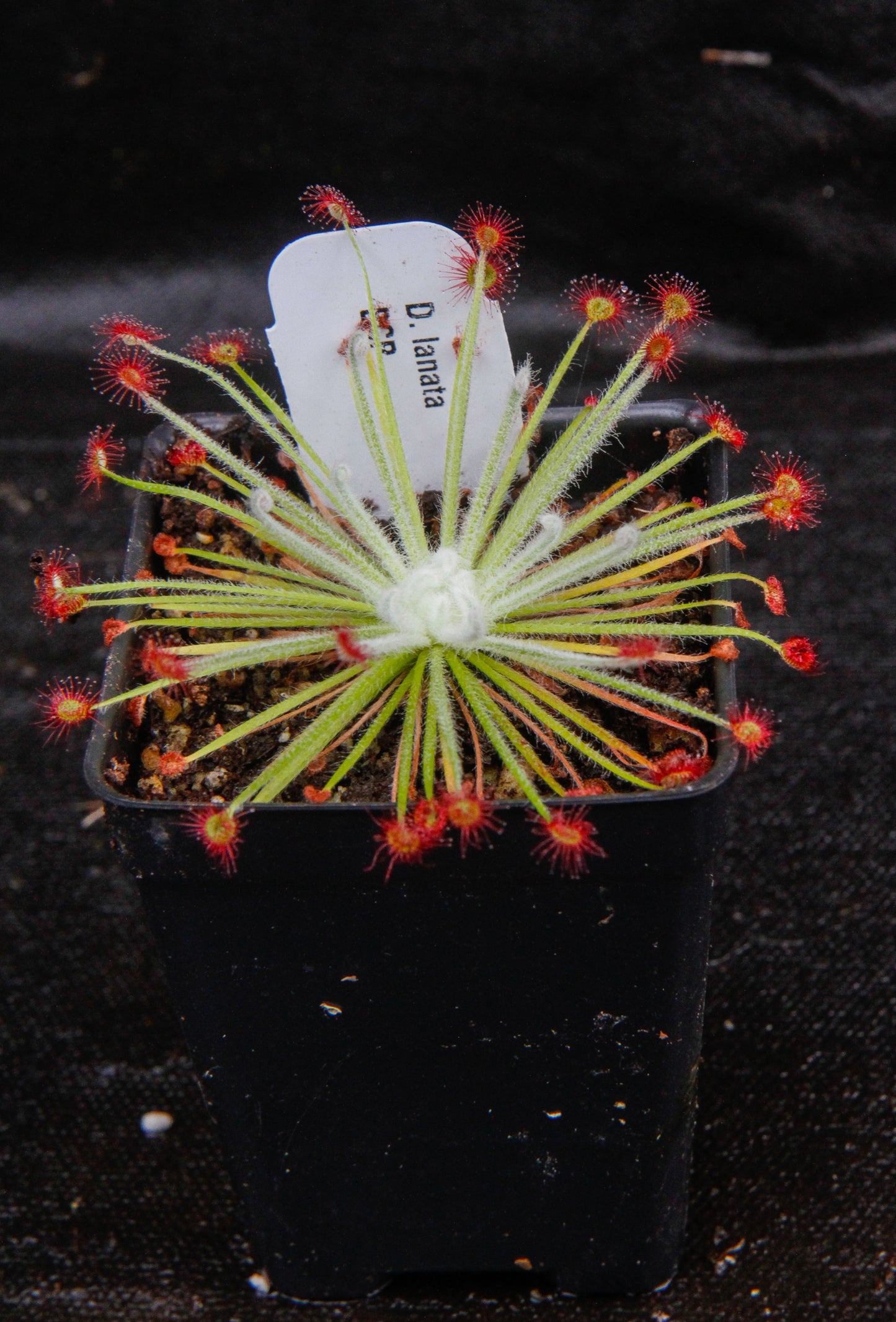 Drosera lanata sundew