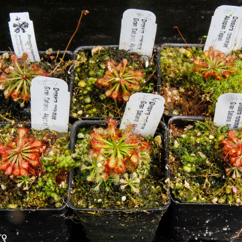 Drosera roraimae Sundew plants in small pots with labeled tags