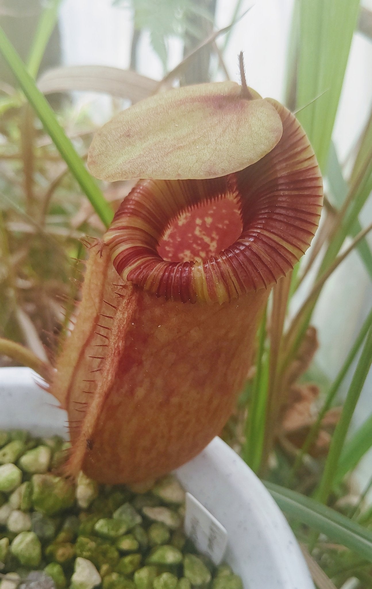 Nepenthes peltata x villosa