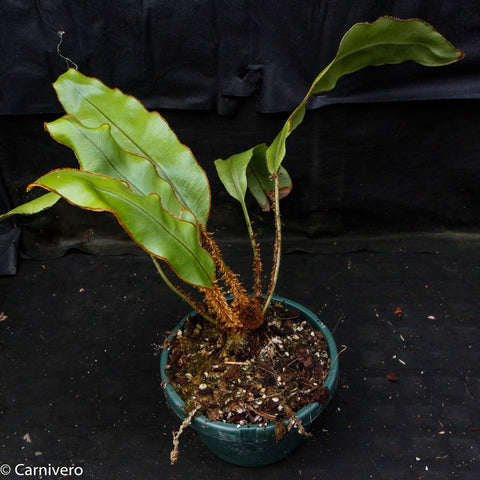 Elaphoglossum decoratum with large green fronds in a green plastic pot