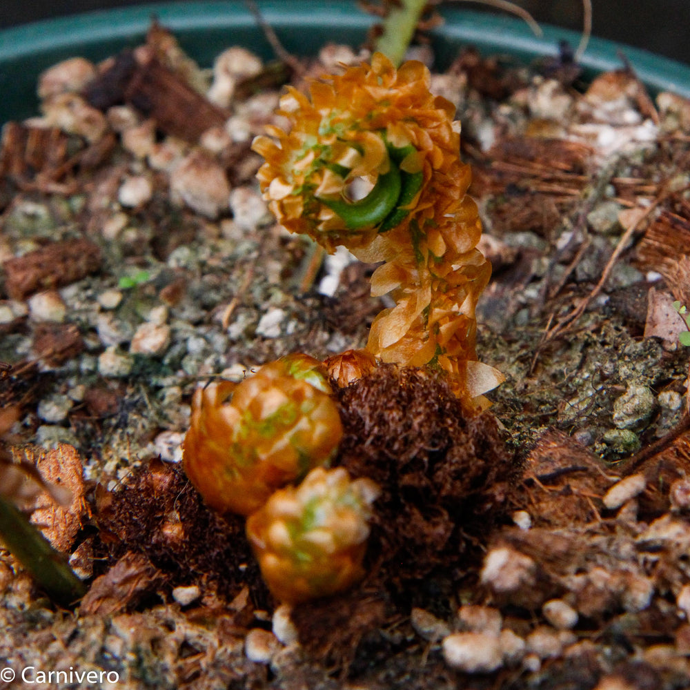 
                      
                        Elaphoglossum decoratum
                      
                    