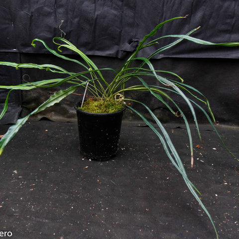 Elaphoglossum lanceolatum plant with long narrow leaves arching from a mossy pot