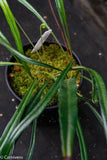 Elaphoglossum lanceolatum