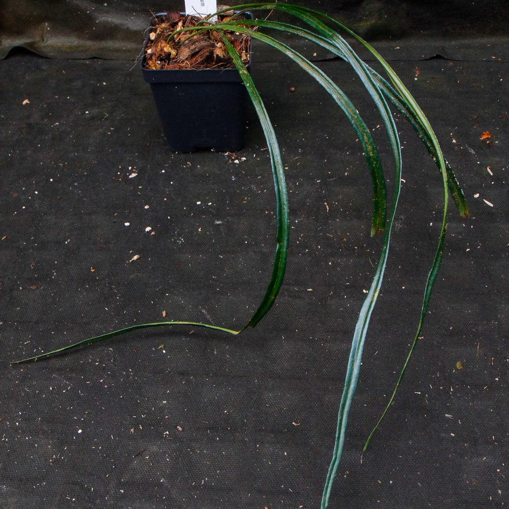 
                      
                        Elaphoglossum lanceolatum
                      
                    