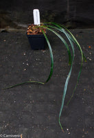 Elaphoglossum lanceolatum